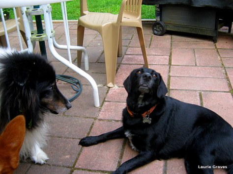 Somara at rest on the patio while Liam looks on. (Holly's ear is in the lower left corner.)